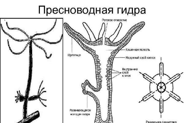 Кракен гидра