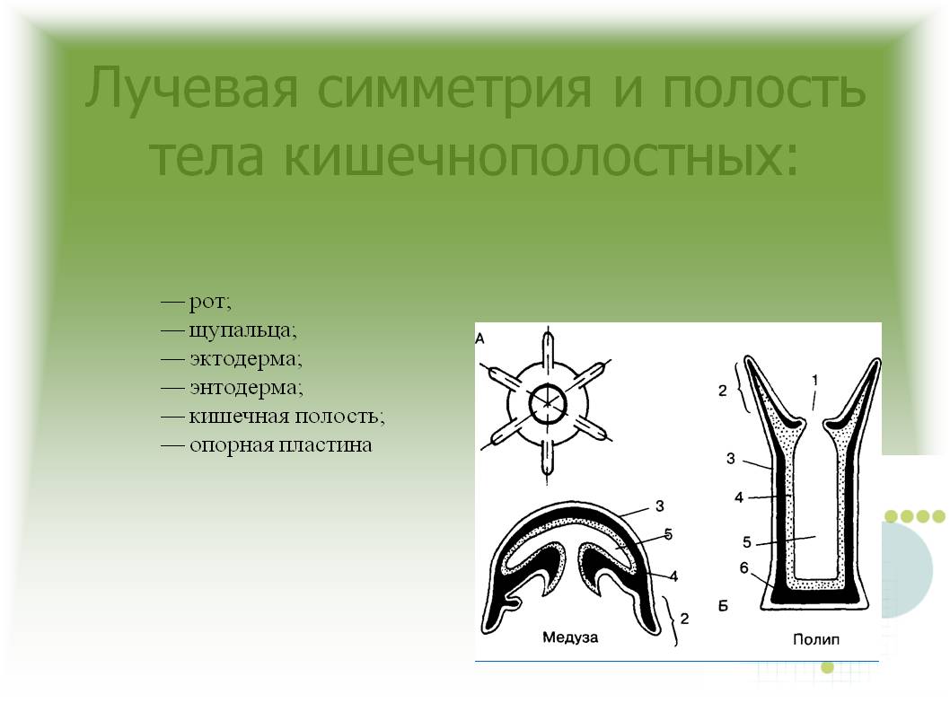 Купить гашиш с доставкой